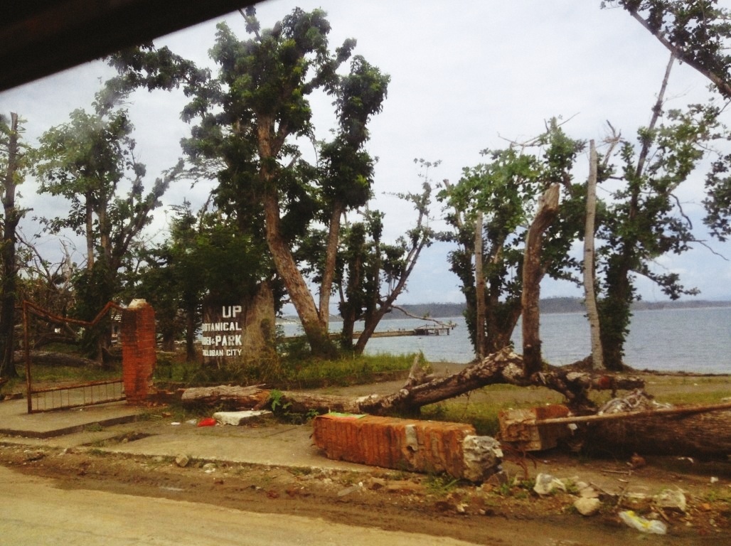 wrecked UPVTC Botanical Garden in Tacloban City after typhoon Yolanda